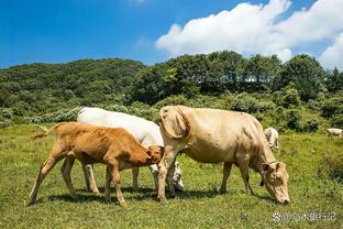 电讯报：芒特预计缺席4到6周，可能影响出售麦克托米奈